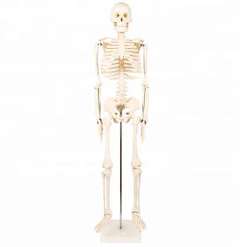 Welp Menselijk Lichaam Model 85 Cm Menselijk Skelet Model - Buy TR-65
