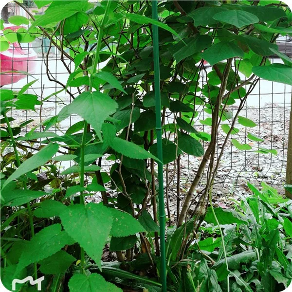 Bamboo Garden Sticks For Climbing Plant Buy Bamboo