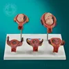 A09-005 Plastic medical anatomy human placenta model