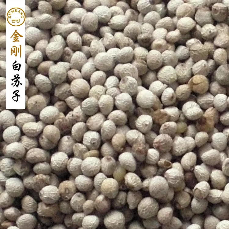 perilla seed for birds white perilla seed for sale buy perilla seed for birds white perilla seed for sale buy