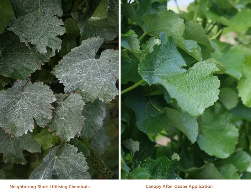 Hot Sale Ozone Spray Deodorizer Bottle For Weed - Buy Ozone Spray