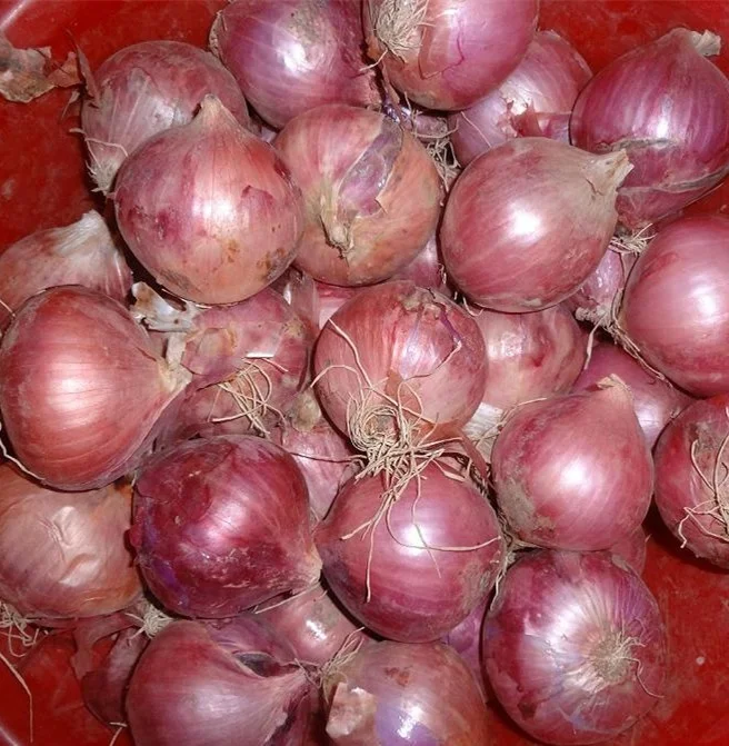 red onion-1.jpg