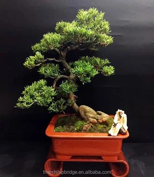 Artistic Miniature Bonsai Chinese Japanese Bonsai Yew Plum 
