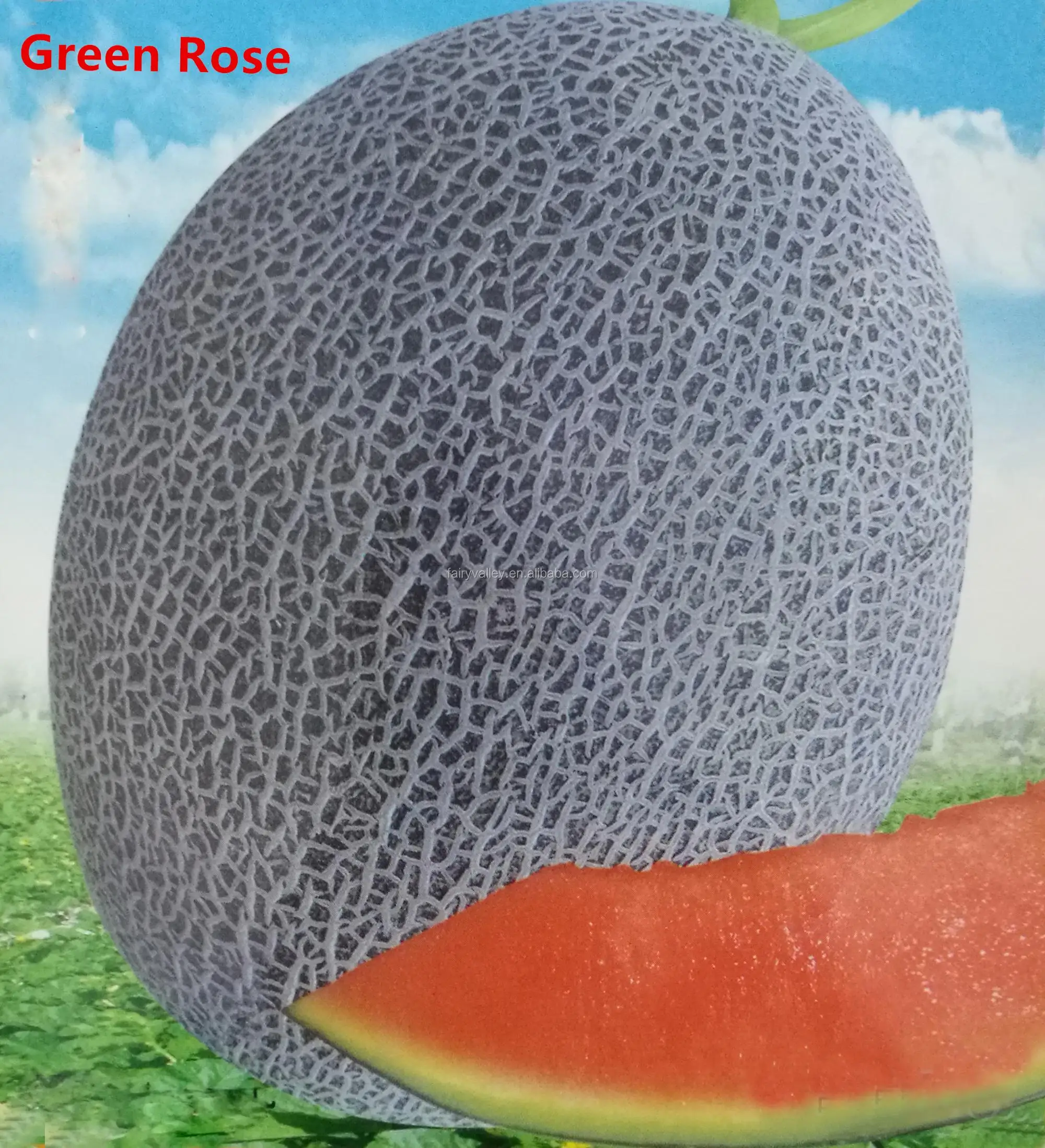 hybrid f1 musk melon hami melon seeds for planting-green rose
