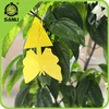 Butterfly Shape insect sticky glue traps yellow color glue trap