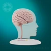 human functional brain model 3d brain