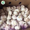 Supply 2019 Top Quality,New Crop Normal Garlic.Bulk Packing