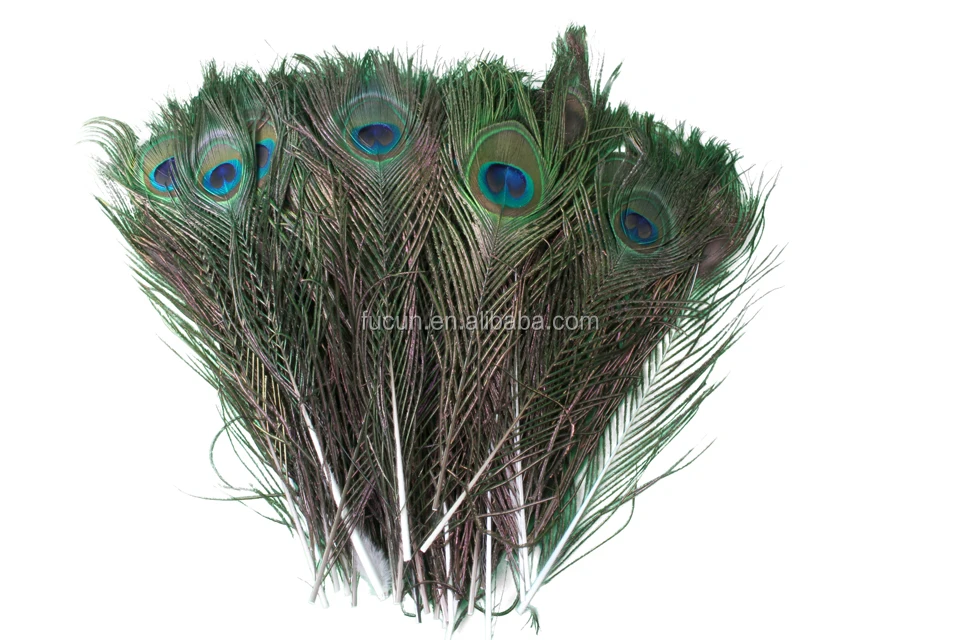 peacock feather.jpg