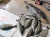 wholesale frozen nibe croaker fresh cod croaker fish