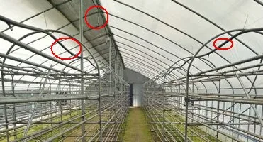 mushroom growing greenhouse