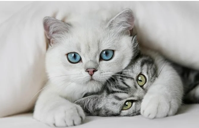 paste-pic-dp_uuid_pyye8