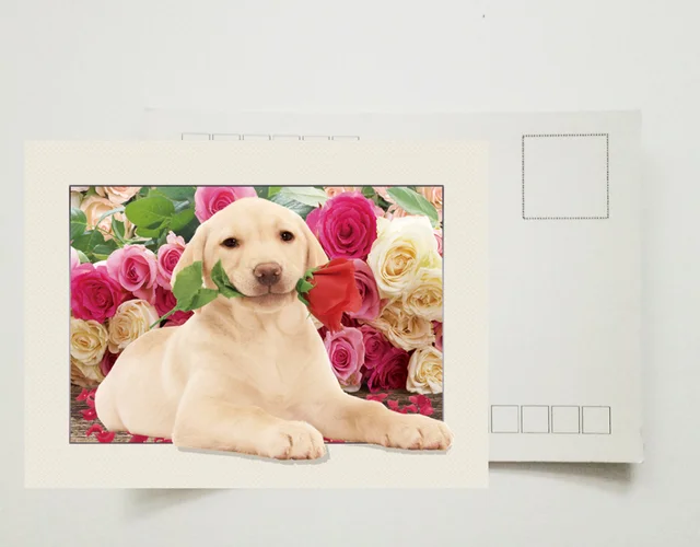 wholesale lenticular postcard