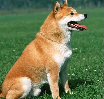 dog training sit down.jpg