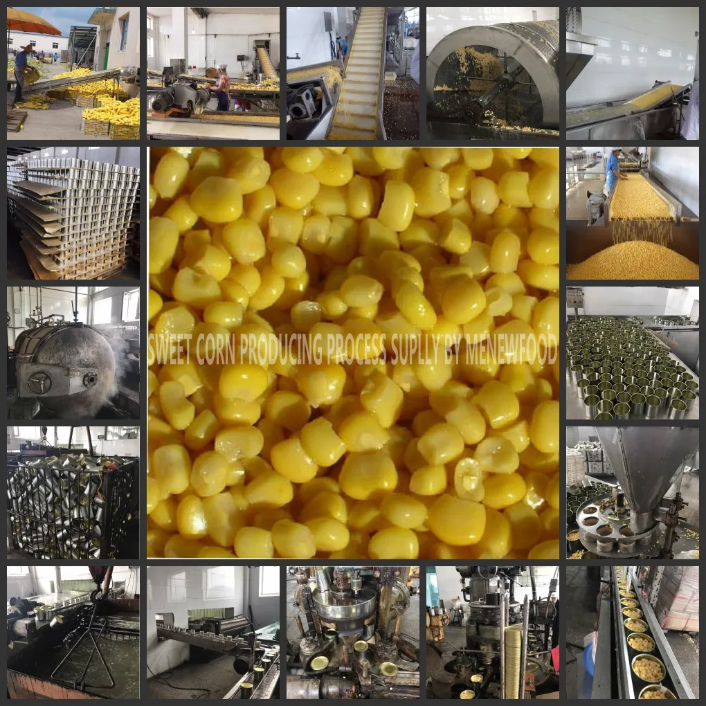 SWEET CORN PRODUCING 