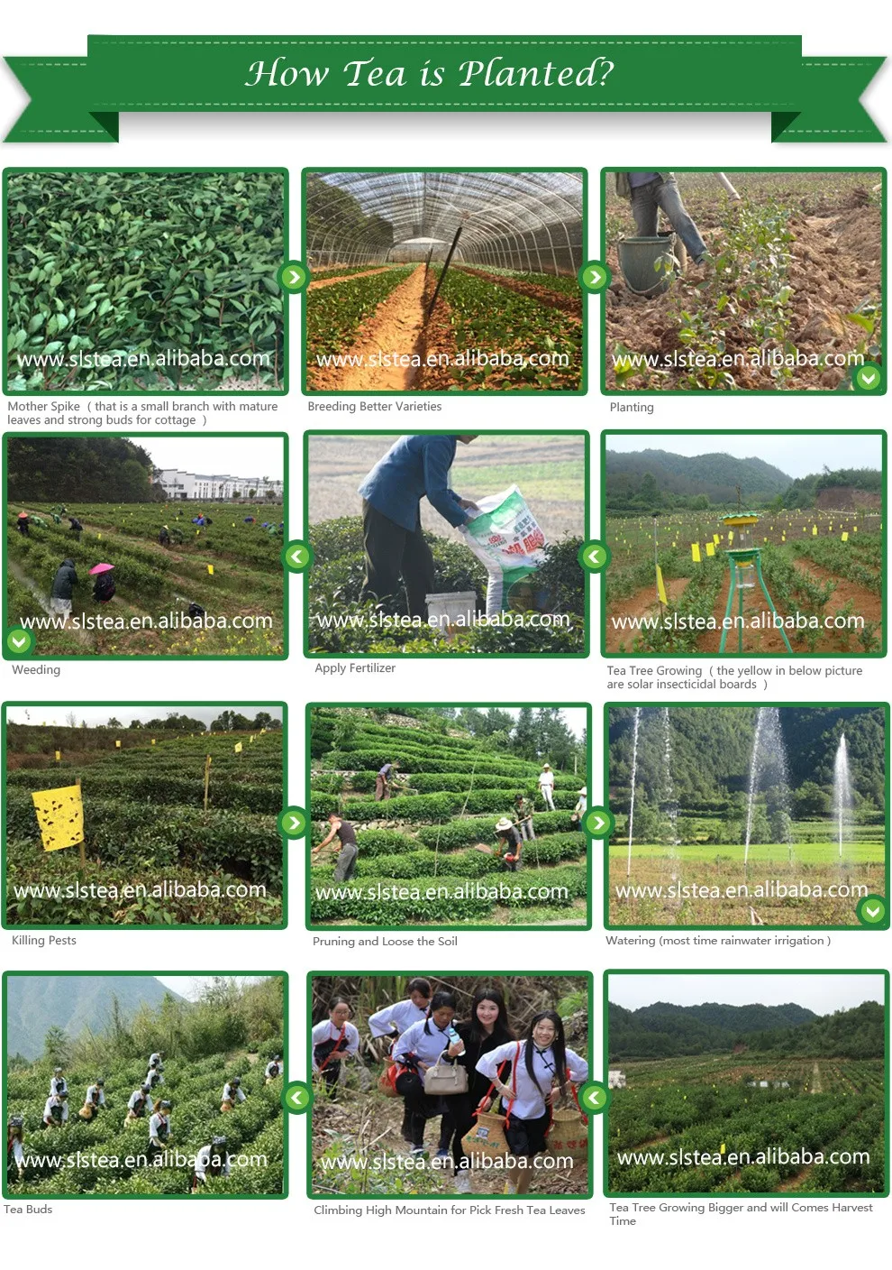 Best Chinese tea brands WANGGUANGXI chunmee green tea 41022 8A top quality - 4uTea | 4uTea.com