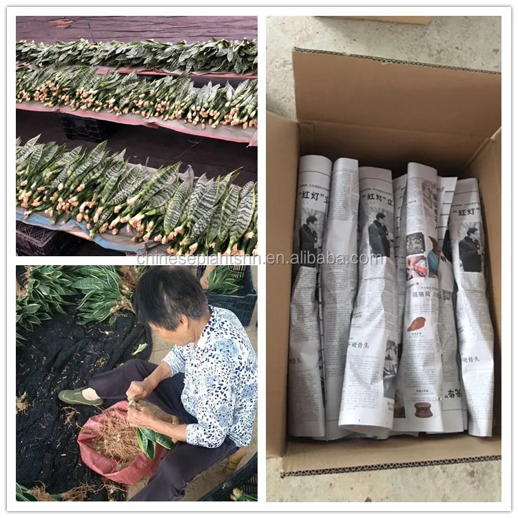 sansevieria packing.jpg