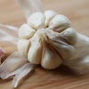 /product-detail/health-food-fresh-organic-garlic-garlic-importers-and-exporters-1118200413.html