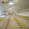 prefab cattle dairy farm steel structure shed for dairy cow