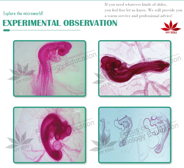 8 Induvidual education supply chick embryo prepared microscope slides