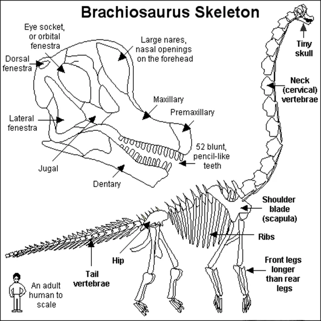 life size Brachiosaurus dinosaur fossiles skeleton replicas for museum