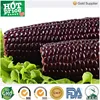 Non-Gmo purple sweet corn