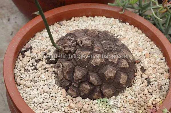 Dioscorea elephantipes (1).jpg