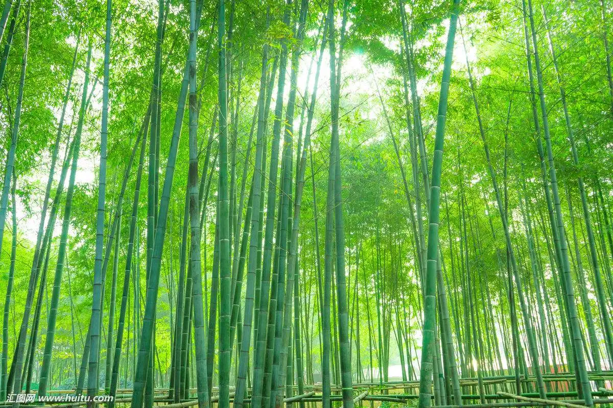 天然处理白竹/moso/农业杆 - buy 竹竿,经过处理的