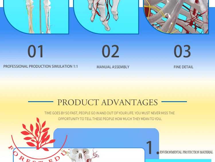 6 Skeleton model.jpg