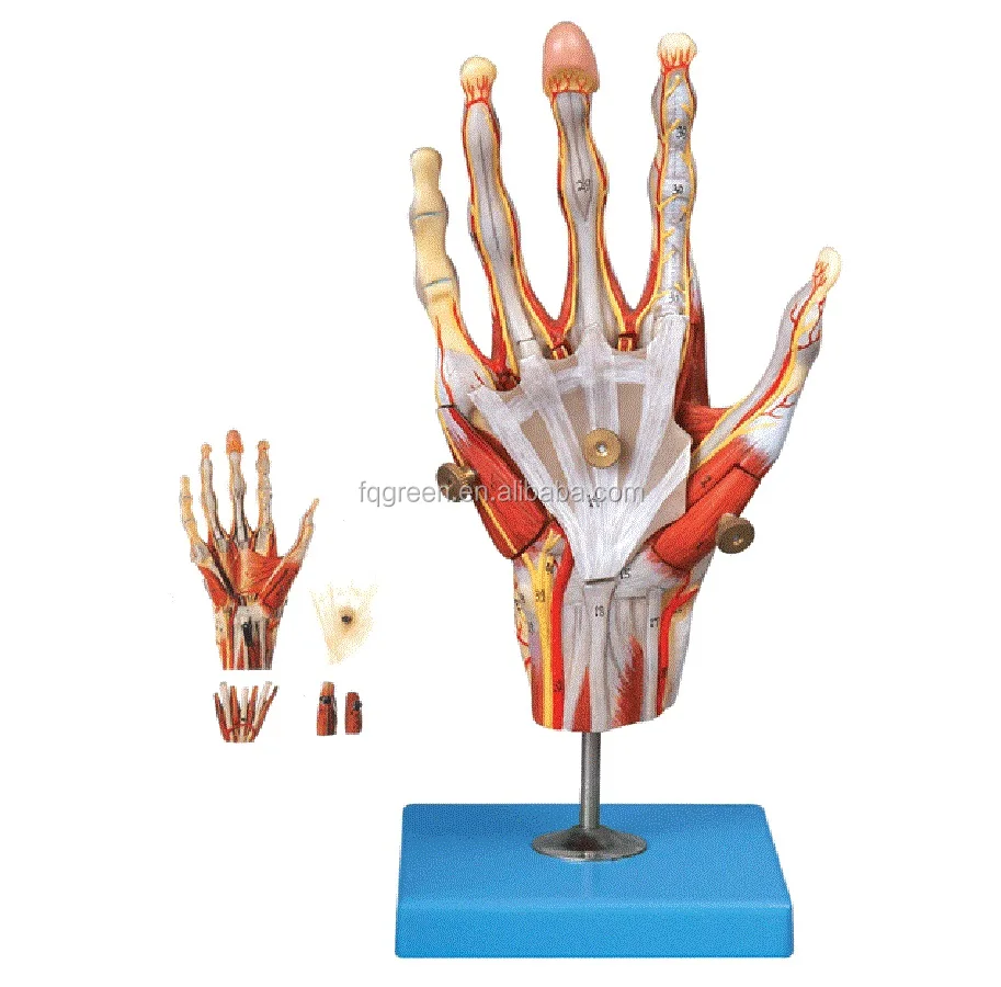 Foot Muscle Hierarchical Anatomy Of The Plantar Muscle Model Buy