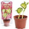 New Products Romantic Gifts Magic Message Bean Promotional Gift grow message to the world