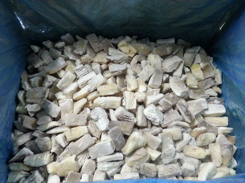 oyster mushroom 9