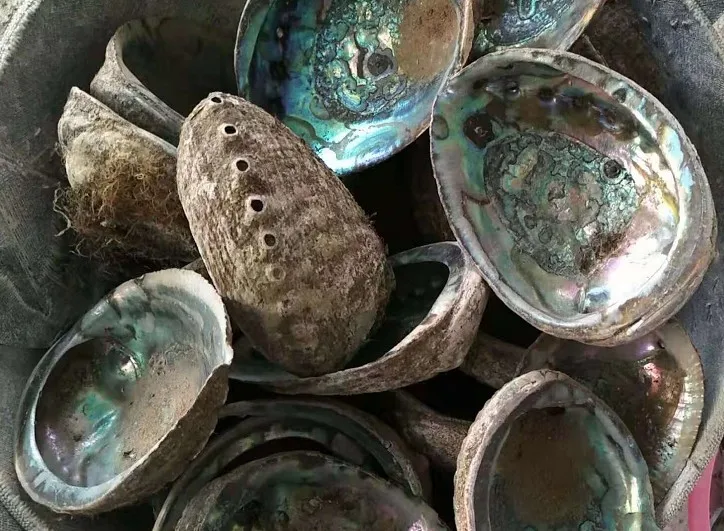 Good Quality Raw Material Paua Abalone Shell Mexico For Sale - Buy ...