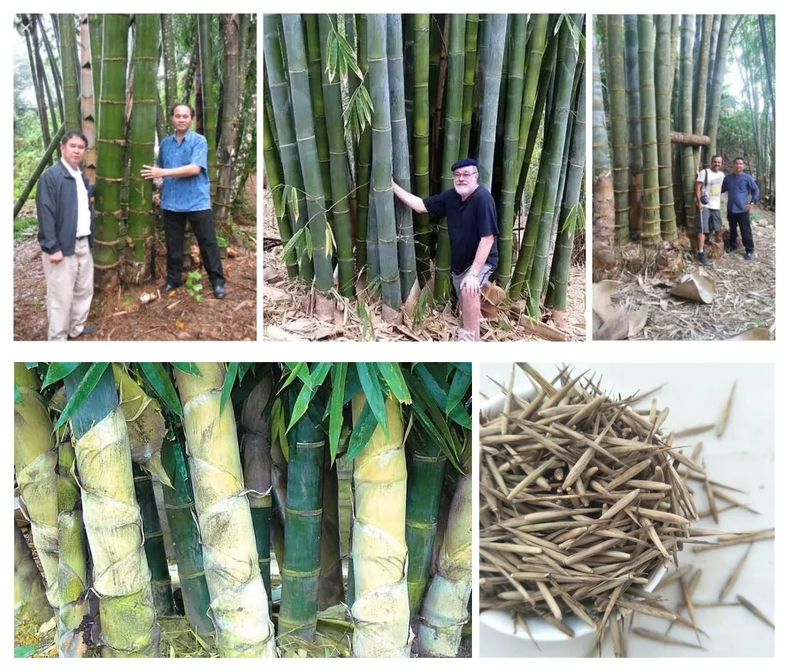 Big bamboo play big bamboo top. Семена бамбука. Бамбук Мосо семена. Бамбук Мосо морозостойкий. Семена бамбука морозостойкого.