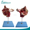 100 Positions Marked Anatomy Nerves and Vessels in the Facial Skull Model