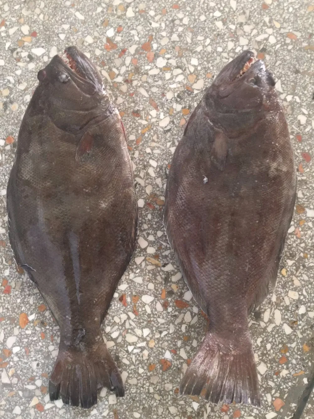 Frozen Halibut Fillet Skin On Buy Halibut,Indian Halibut Fillet