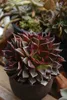Indoor mini cactus Succulent plant