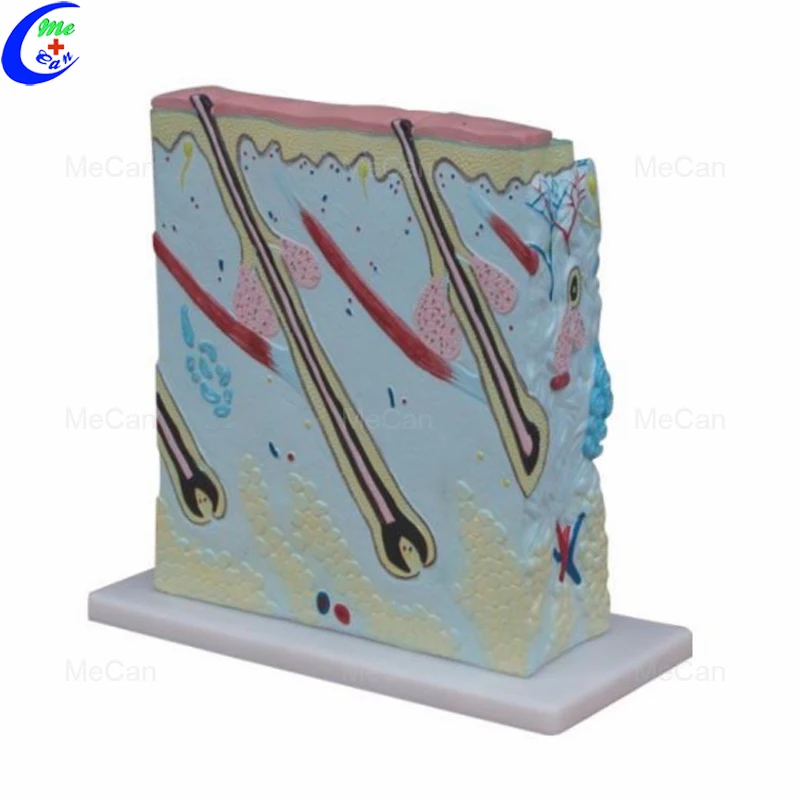 Enlarged Skin Model