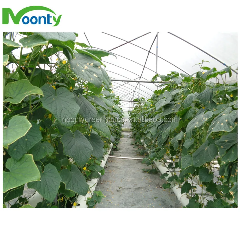 hydro pipe for cucumber.jpg