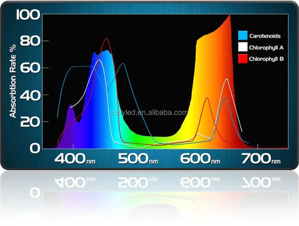 Growing Miniature Roses Citrus Indoors Plant Lighting Hydroponics