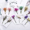 Best Selling Creative Gypsophila Dried Flower Greeting Cards DIY Folding Type Blessing Cards