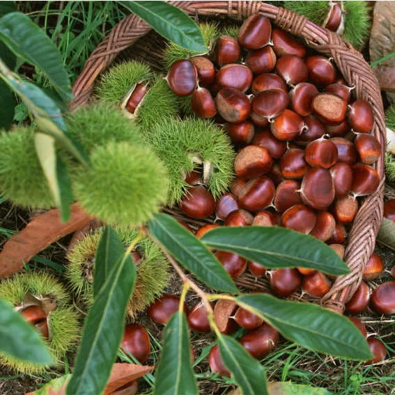 Chestnut Seedlings (2).png