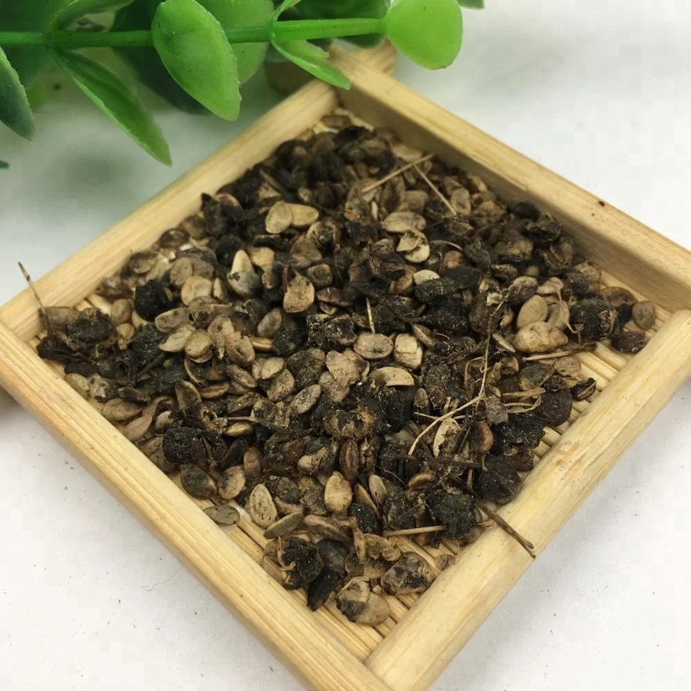 日本ファッチア屋内植物常緑観賞植物ファッチアジャポニカ種子 Buy Fatsia ジャポニカ種 屋内植物 Fatsia ジャポニカ種 常緑観賞植物 Fatsia ジャポニカ種 Product On Alibaba Com