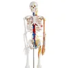 85cm skeleton with nerves for medical and teaching