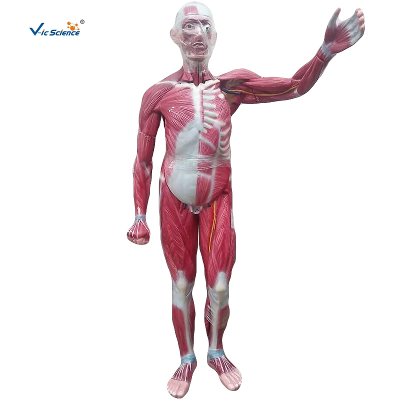 muscles anatomy model.jpg