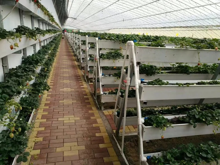 Strawberry Grow Systems 2.jpg
