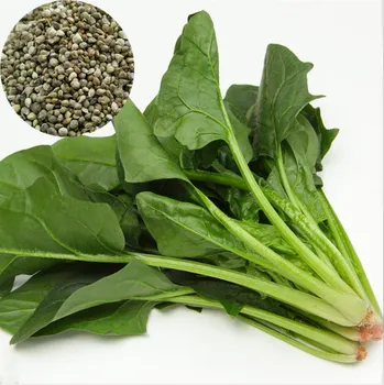 Bo Cai Chinese Organic Spinach Vegetable Seeds - Buy Spinach Vegetable ...