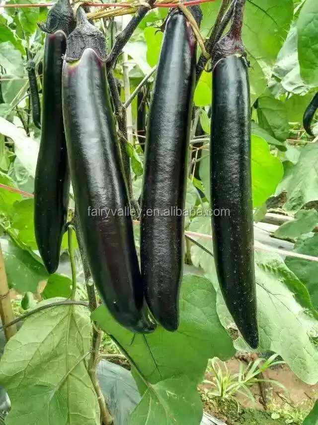 Hybrid F1 Long Black Purple Shiny And Glossy Peel Eggplant Seeds For Sale Black Peel Buy 