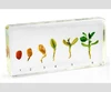 Real Peanut Germination Process Specimen Biological Teaching and Learning Resources Educational Gift for Kids