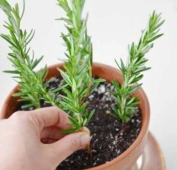 Grosir Alami Harum Pot Tanaman Rosemary Rumput Seedings Buy
