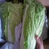 Chinese green Cabbage exporter